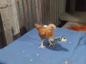 Local Chicken Chicks