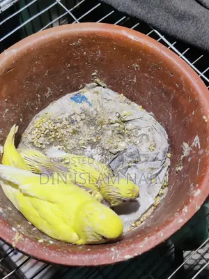 Lutino Red Eye Budgerigar Baby