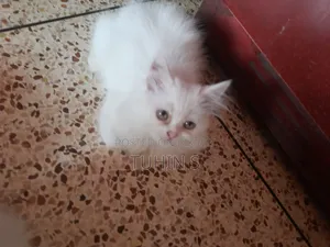 1-3 Months Male Purebred Persian