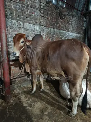 ২ দাঁতের শাহীওয়াল ষাঁড় ৫৬ ইঞ্চি উচ্চতা
