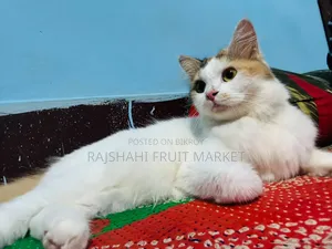 6-12 Months Female Mixed Breed Persian Cat