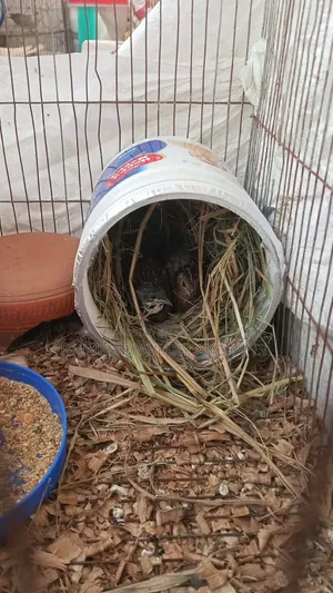 King Quail Bird Pair