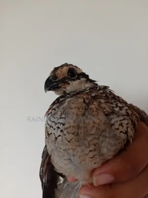 Northern Bobwhite Quail Chicks