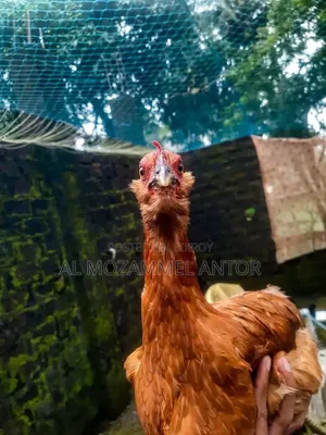 দাড়িওয়ালা মুরগী