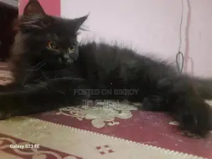 1-3 Months Male Purebred Persian