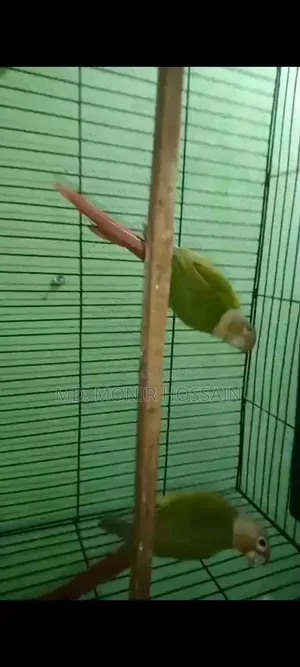 Lutino Ringneck and Pineapple Conure