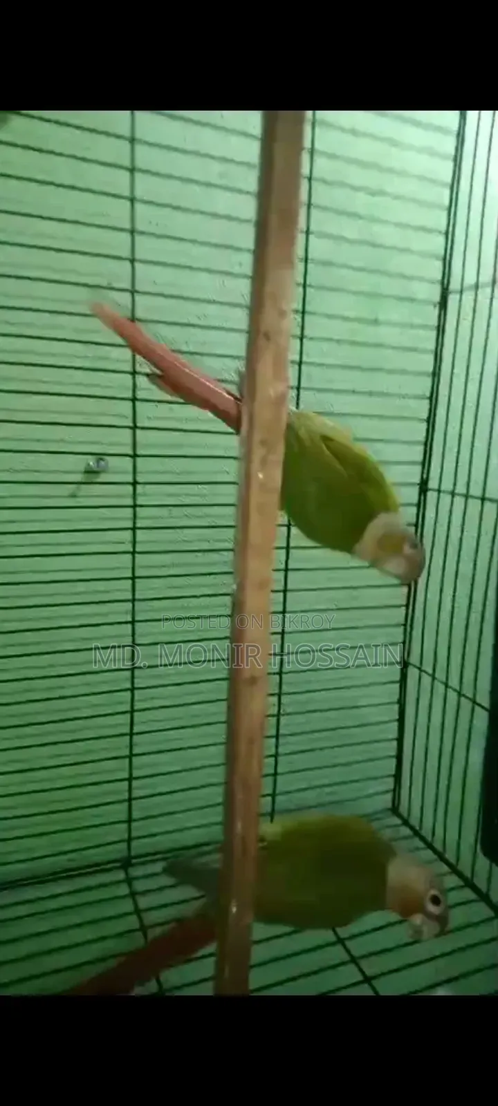 Lutino Ringneck and Pineapple Conure
