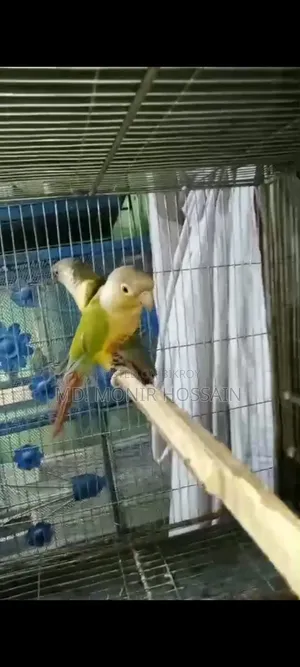 Lutino Ringneck and Pineapple Conure