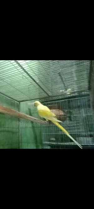 Lutino Ringneck and Pineapple Conure