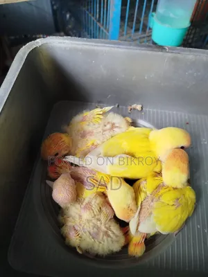 Lovebird Baby. Red Eye, Red Head. Lutino Offline