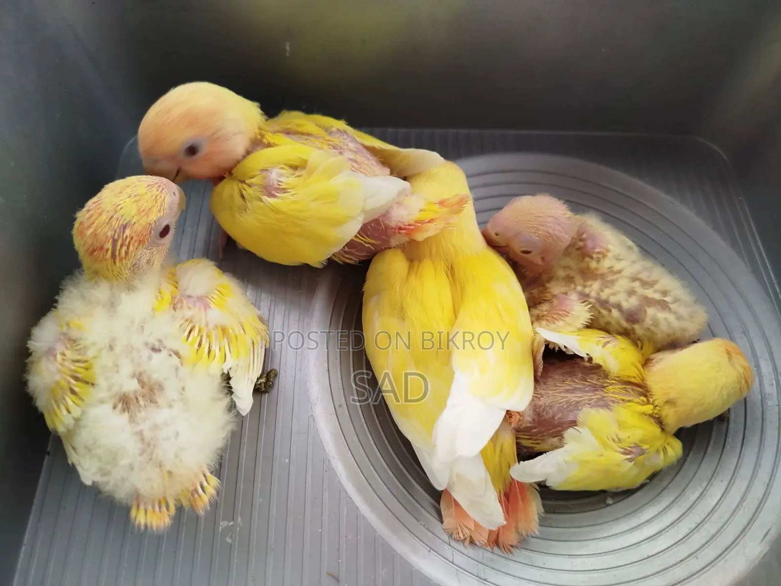 Lovebird Baby. Red Eye, Red Head. Lutino Offline