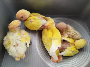 Lovebird Baby. Red Eye, Red Head. Lutino Offline
