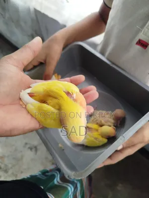 Lovebird Baby. Red Eye, Red Head. Lutino Offline