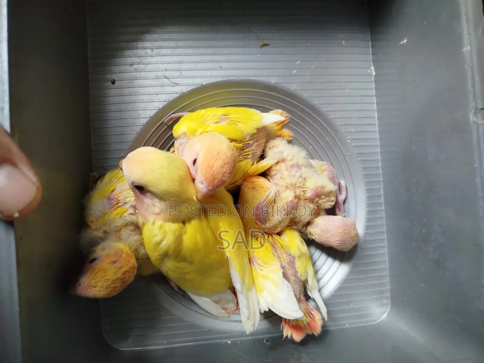 Lovebird Baby. Red Eye, Red Head. Lutino Offline