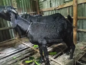 ৪ টি ছাগলে বিক্রি করা হব