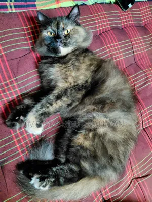 1+ Year Female Purebred Persian