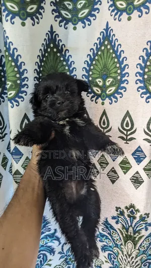 ১-৩ মাস বয়সী মেল পিওরব্রেড লাসা আপসো