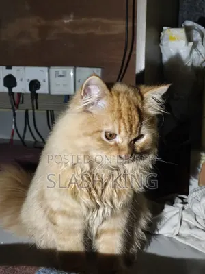 6-12 Months Male Mixed Breed Persian