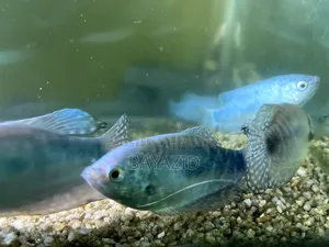অ্যাকোয়ারিয়াম সেট