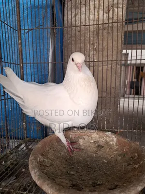 কিং মেল কবুতর।