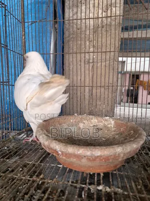 King Male Pigeon.