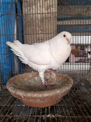 King Male Pigeon.