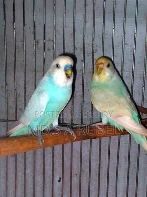 Budgerigar