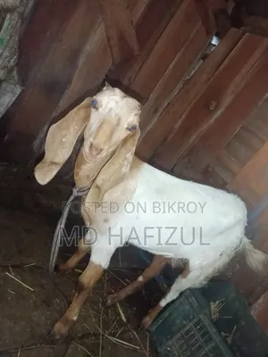 মায়া সাগর ১৫ হাজার টাকা দাম চাওয়া আছে