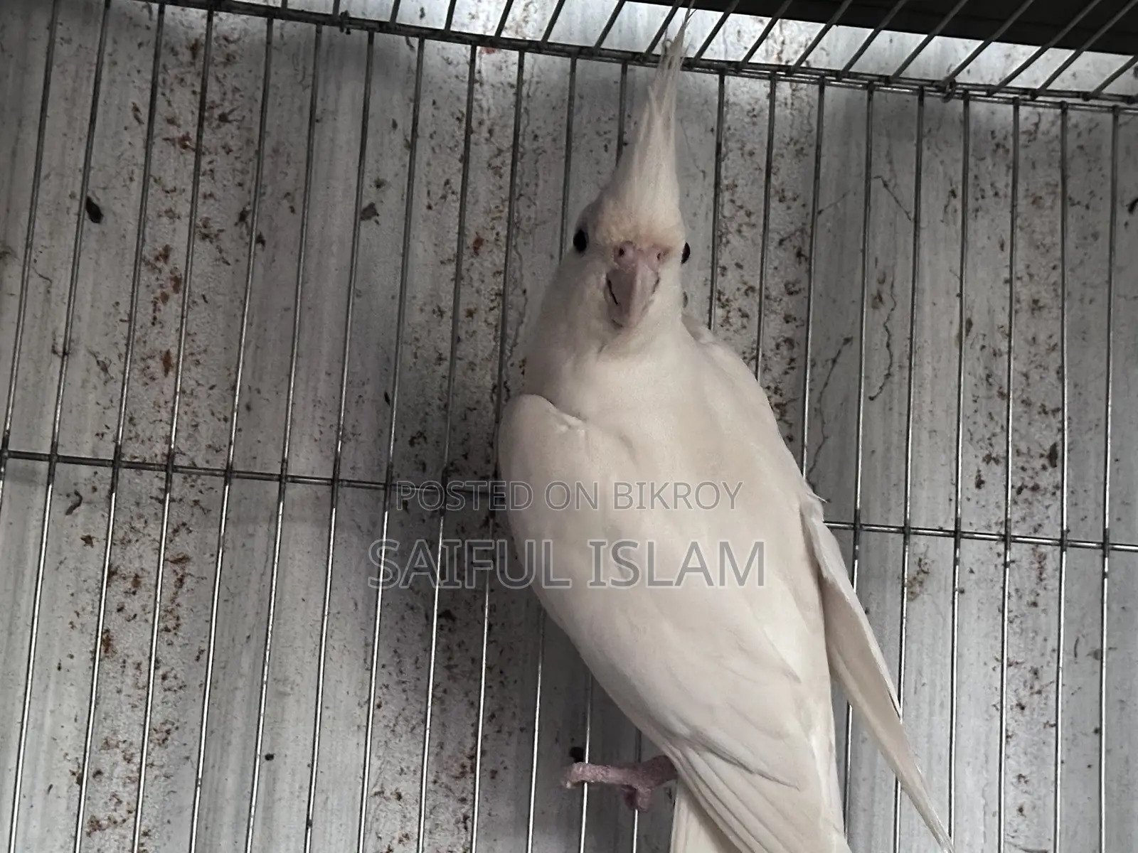 ব্রিডিং ককাটেল জোড়া ডিম সহ