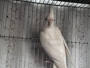 ব্রিডিং ককাটেল জোড়া ডিম সহ