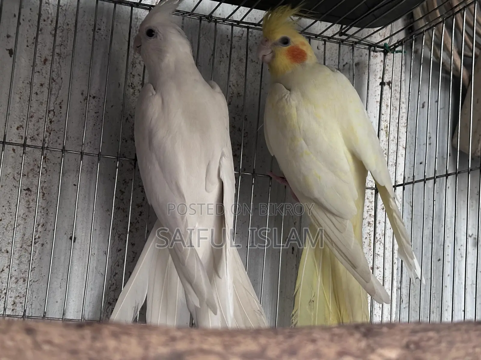 ব্রিডিং ককাটেল জোড়া ডিম সহ