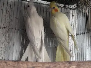 ব্রিডিং ককাটেল জোড়া ডিম সহ