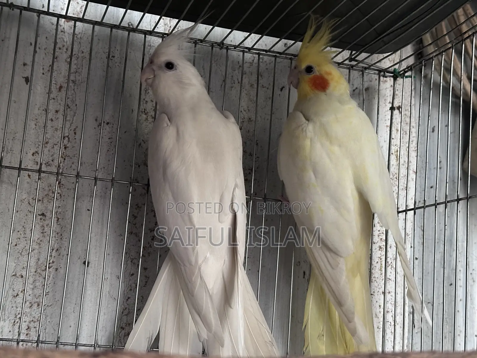 ব্রিডিং ককাটেল জোড়া ডিম সহ