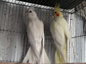 ব্রিডিং ককাটেল জোড়া ডিম সহ