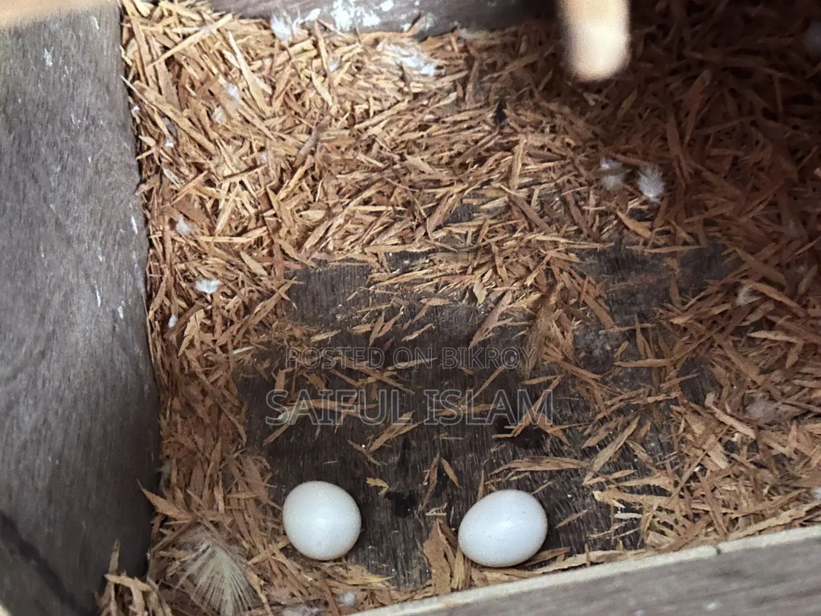 ব্রিডিং ককাটেল জোড়া ডিম সহ