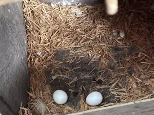 ব্রিডিং ককাটেল জোড়া ডিম সহ