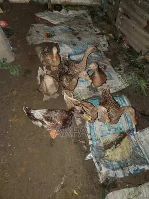 ডিম পাড়া খাকিক্যামবেল হাস বিক্রি করা হবে