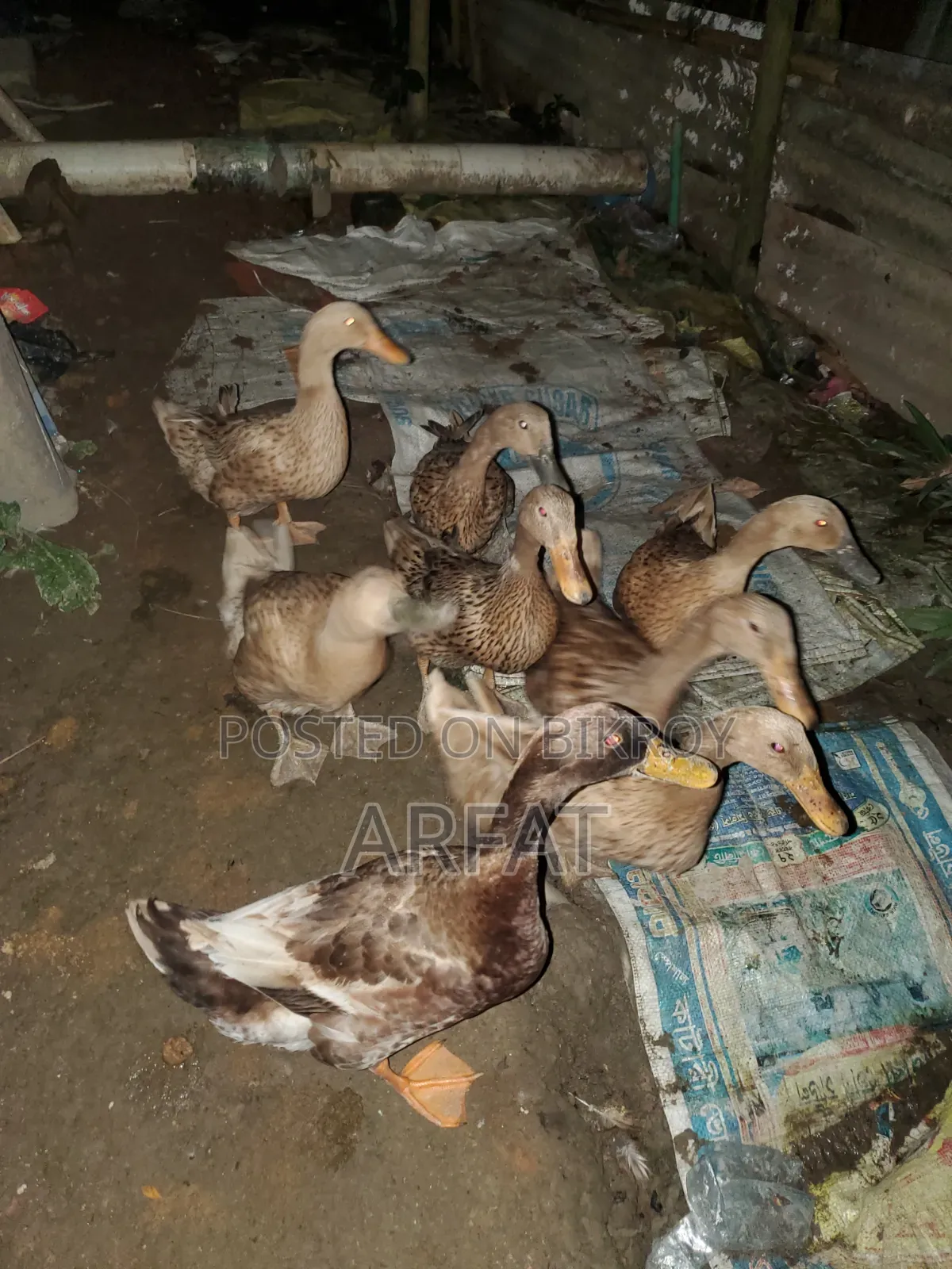 ডিম পাড়া খাকিক্যামবেল হাস বিক্রি করা হবে