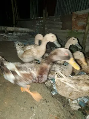 ডিম পাড়া খাকিক্যামবেল হাস বিক্রি করা হবে