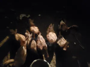 ডিম পাড়া খাকিক্যামবেল হাস বিক্রি করা হবে