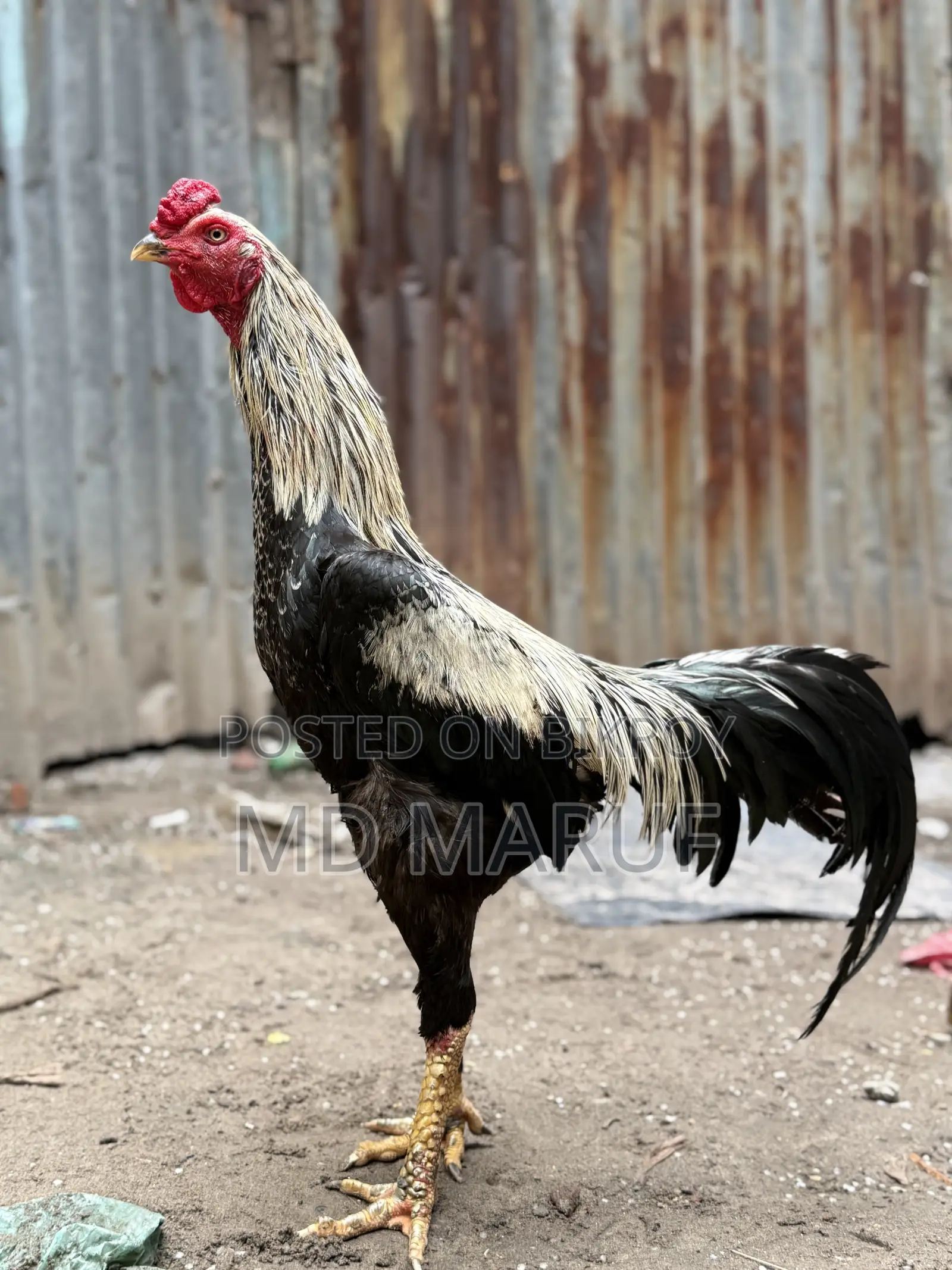 ৩টা আসিল মোরগ