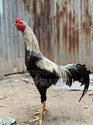 ৩টা আসিল মোরগ