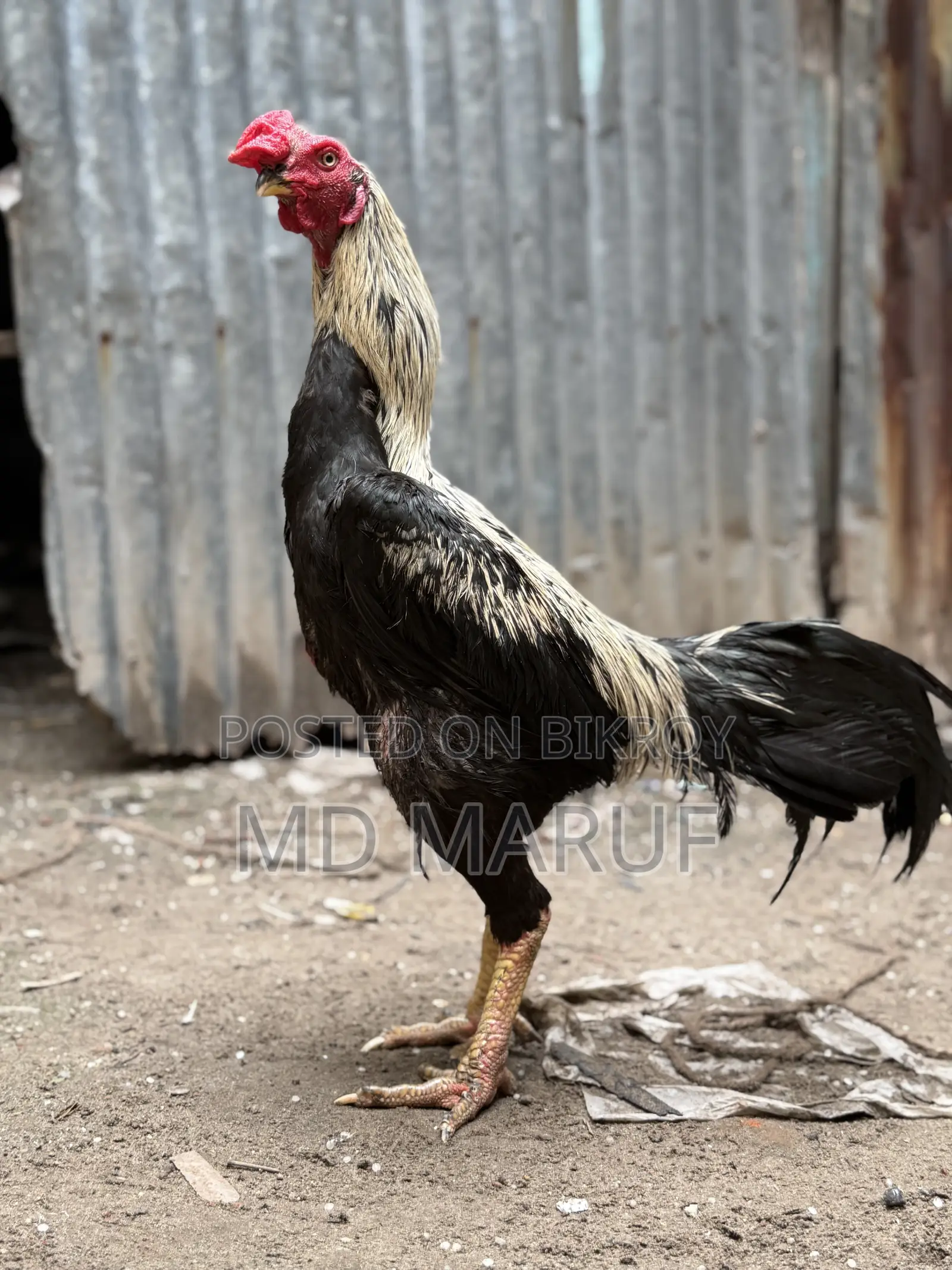 ৩টা আসিল মোরগ