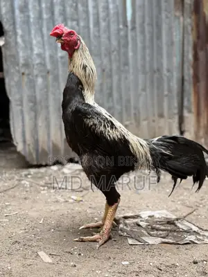 3 Assel Roosters