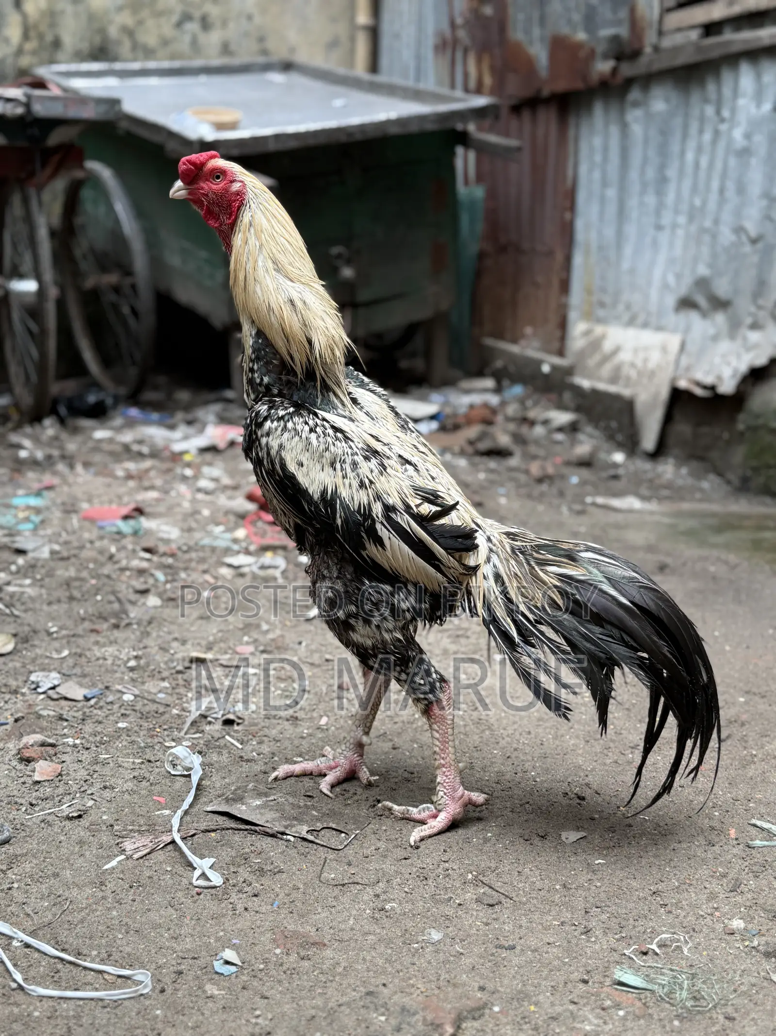 ৩টা আসিল মোরগ