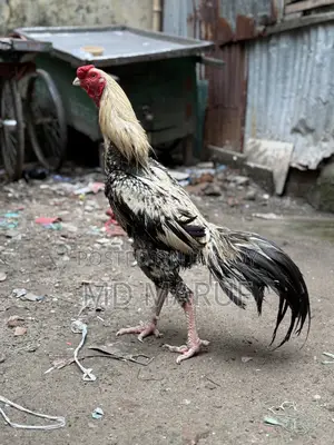 ৩টা আসিল মোরগ