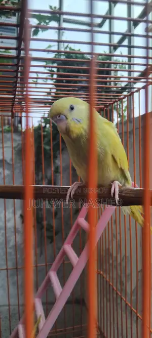 Budgie bird