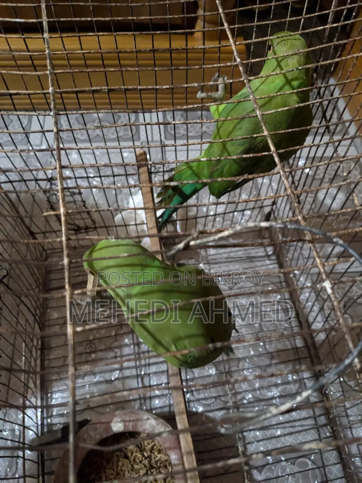 Indian Ringneck for sale