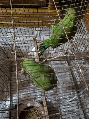ইন্ডিয়ান রিং নেট বিক্রি হবে