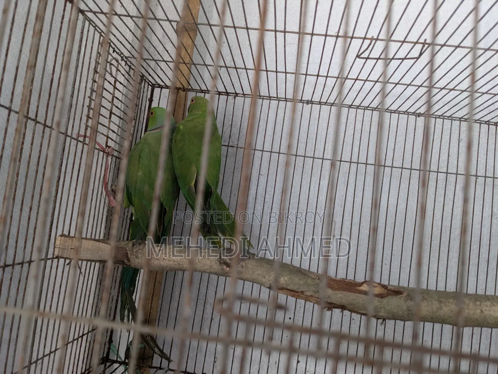 Indian Ringneck for sale